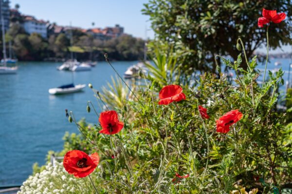2023 North Sydney Garden Competition