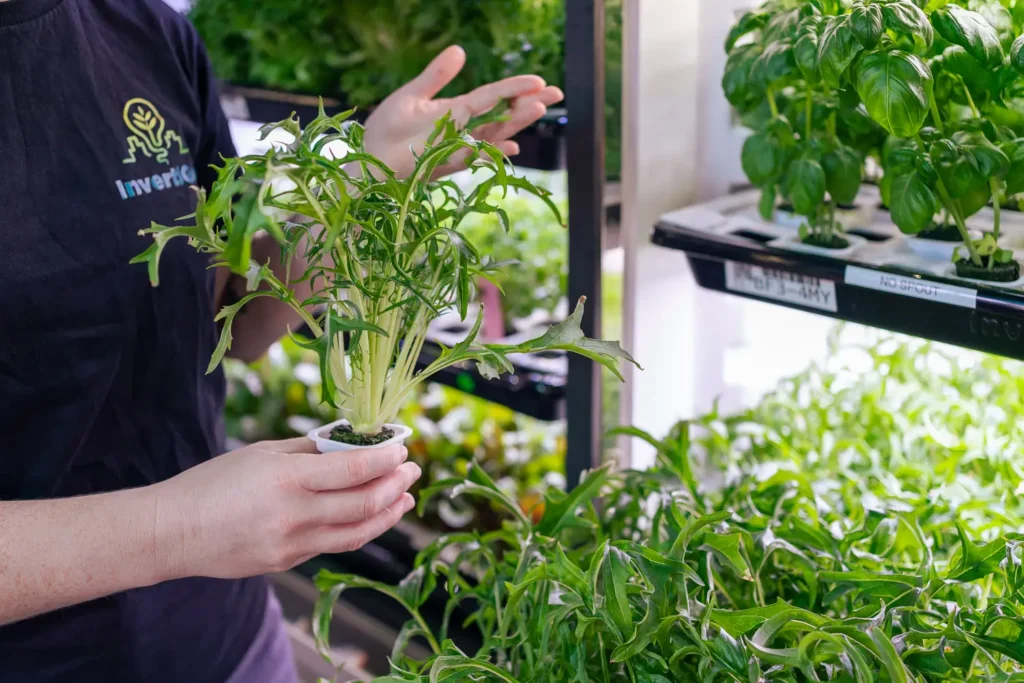 Fresh leafy greens growing inside vertical farming system at InvertiGro
