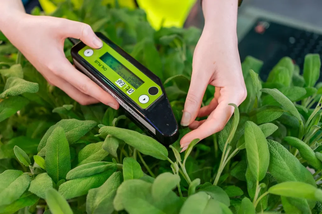 Employee checking plant quality in vertical farming environment