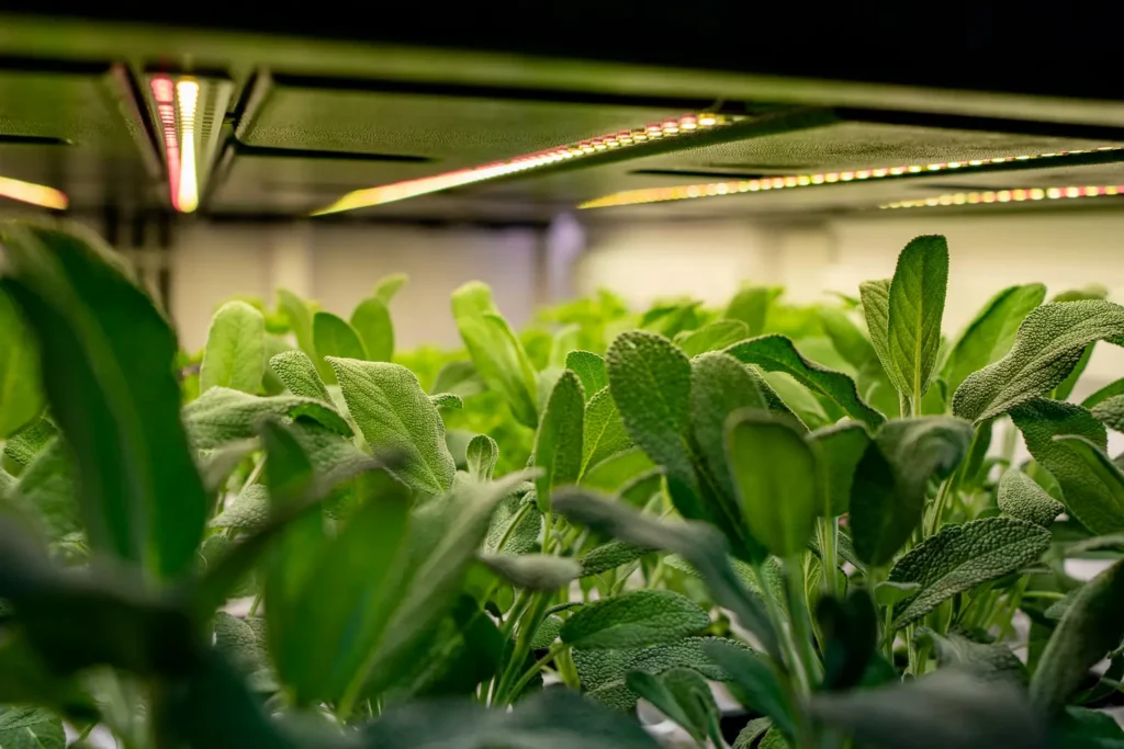 Fresh produce grown using vertical farming technology in Sydney