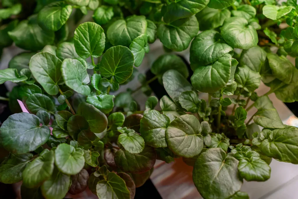 Close-up of microgreens cultivated in indoor vertical farming environment