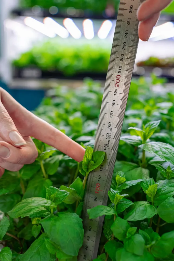 InvertiGro team monitoring crop growth in indoor farming system