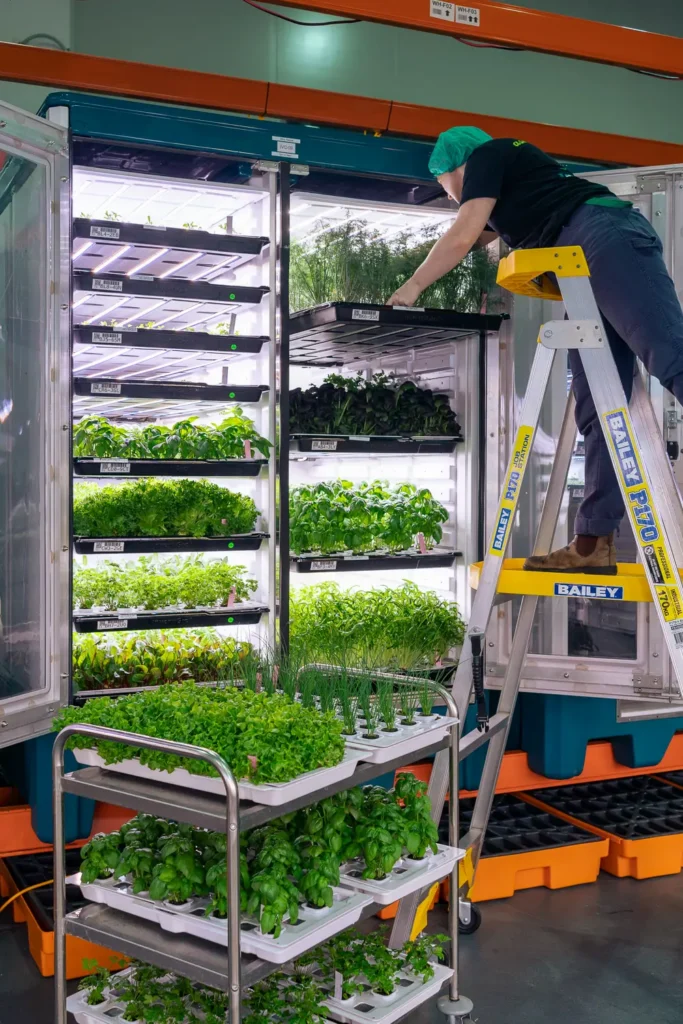 Vertical farming grow boxes inside InvertiGro indoor farm in Sydney
