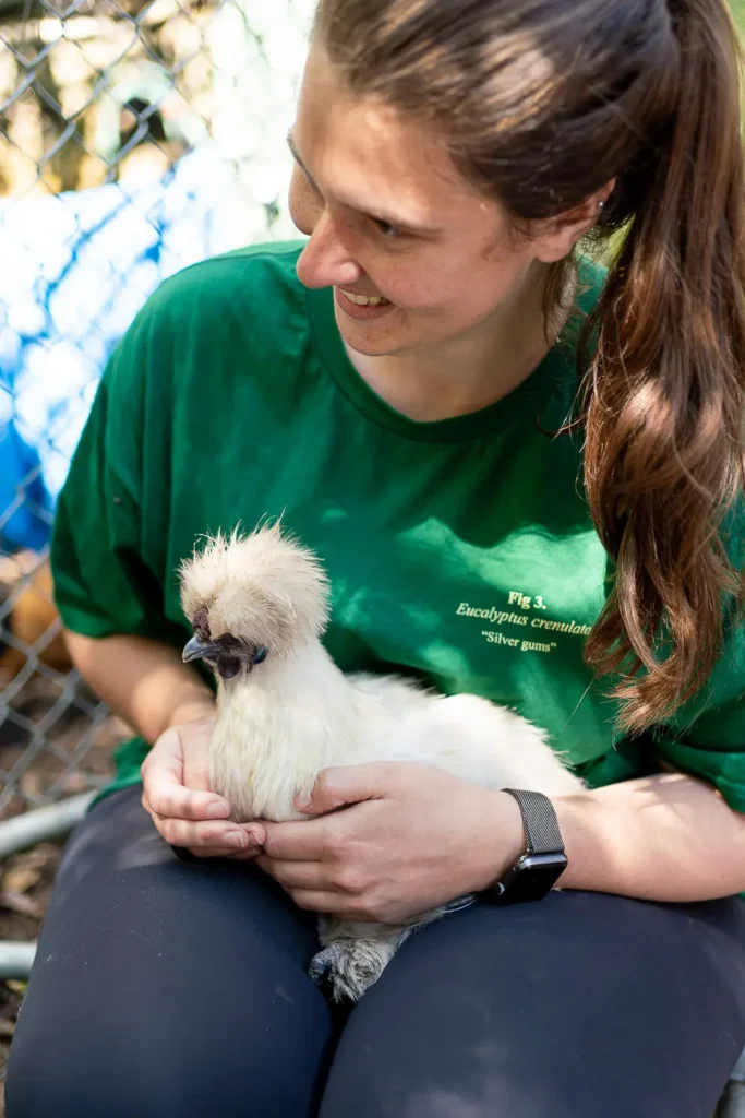 Festival visitor gently holding a white Silkie chicken during an animal encounter
