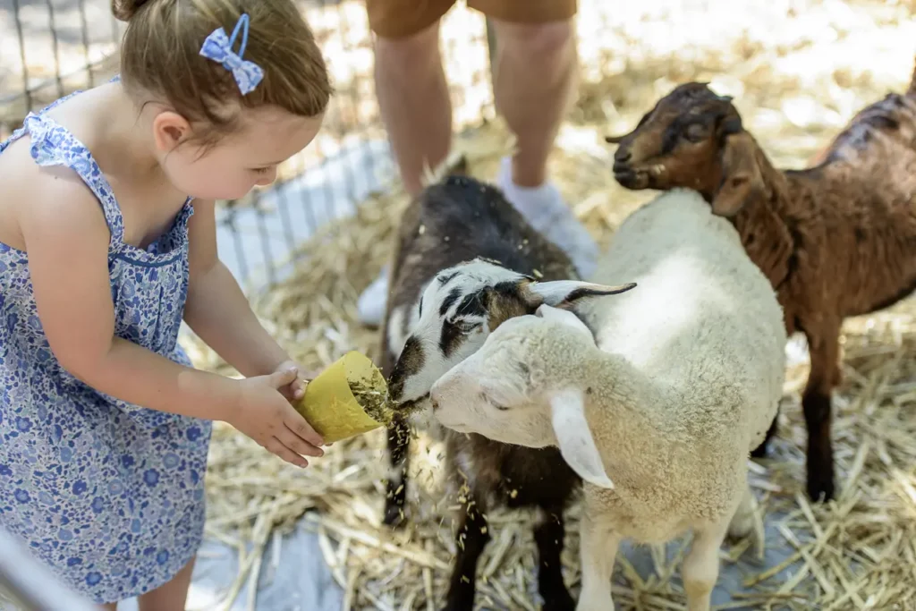 Little girl feeding sheep and goats at the children's petting zoo during Glebe Street Fair Sydney